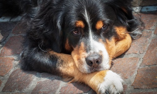 : large dog friendly apartment chicago - large dog friendly apartments chicago