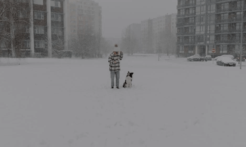 Dog with apartment buildings in the background - dog friendly rentals near me
