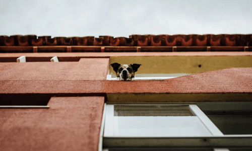 Pet-friendly apartment in Pilsen with dog - pet-friendly living pilsen