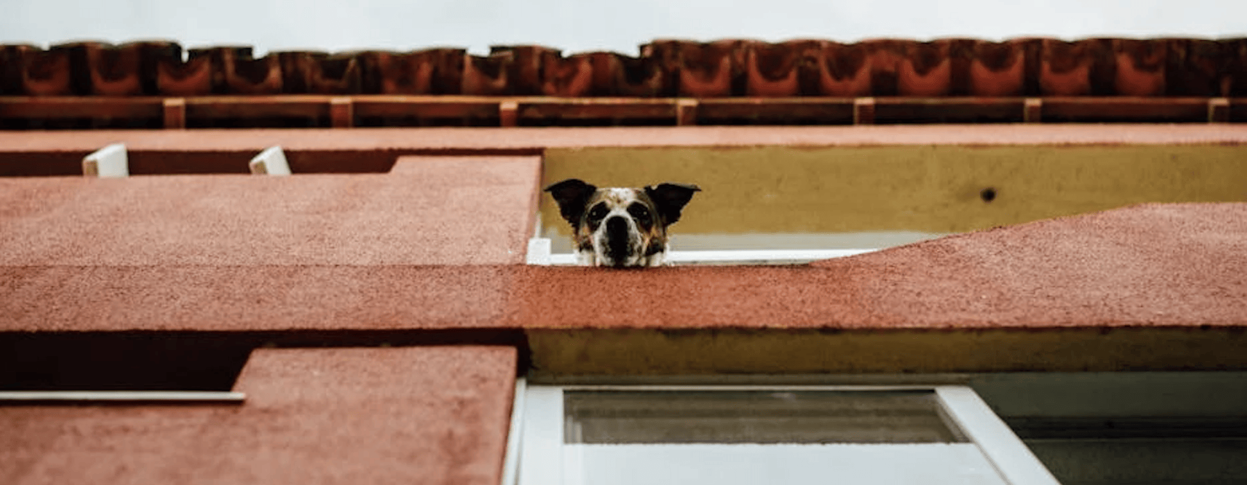 Pet-friendly apartment in Pilsen with dog - pet-friendly living pilsen