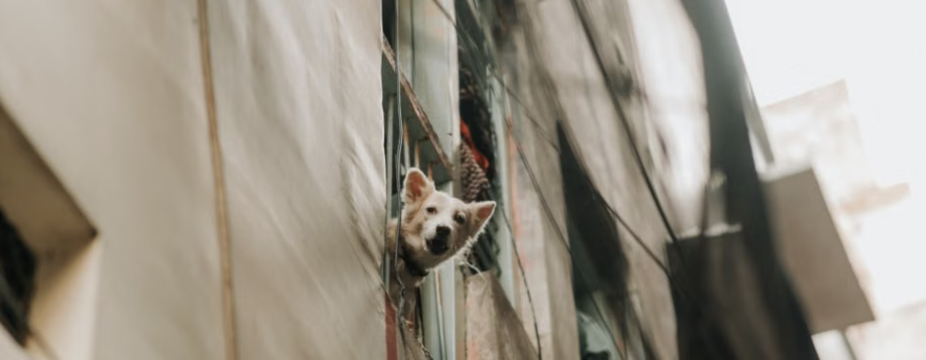 apartments that accept animals