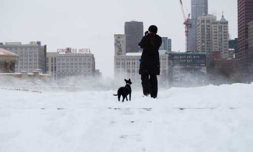 chicago apartments with dog runs - chicago apartments with dog runs