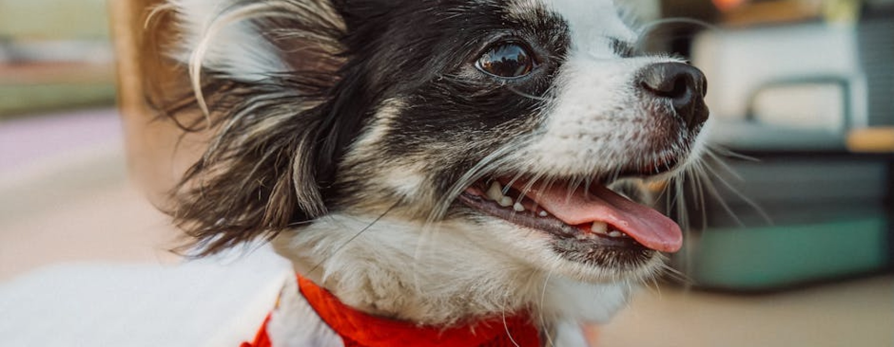 pet friendly Chicago IL