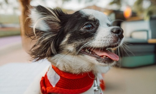 pet friendly Chicago IL