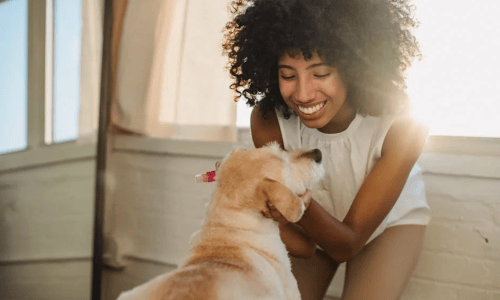 pet friendly apartments in chicago - pet friendly apartments in far north side chicago