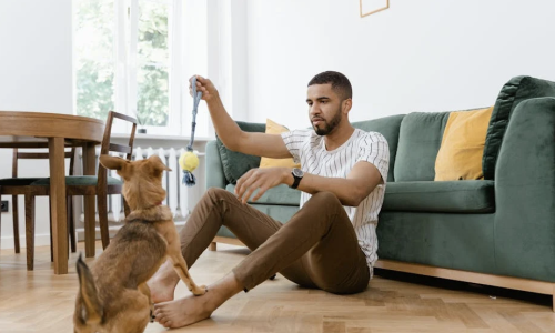 Pet-friendly apartments - pet friendly apts for rent near me