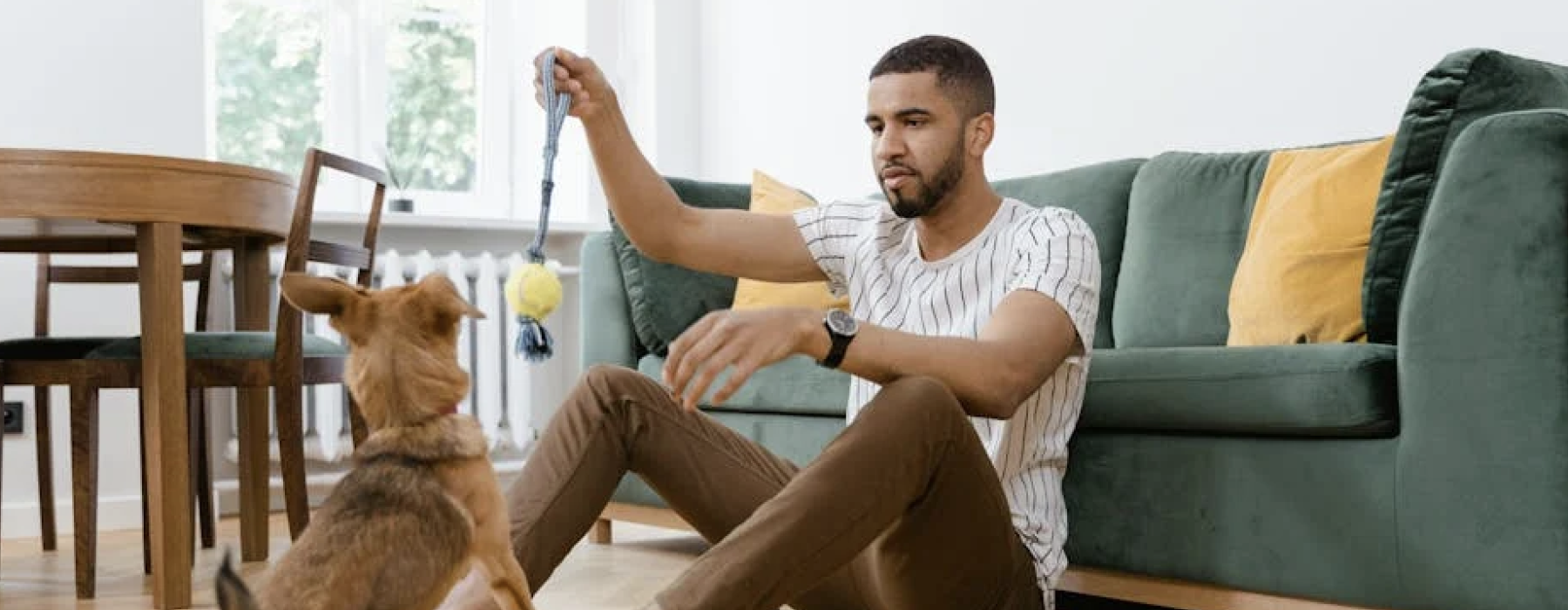 Pet-friendly apartments - pet friendly apts for rent near me