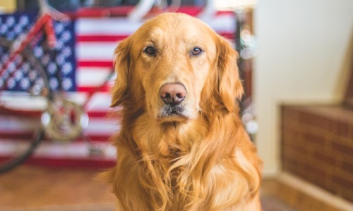 luxury apartment with dog - pet-friendly luxury apartments luxury apartment with dog - pet-friendly luxury apartments