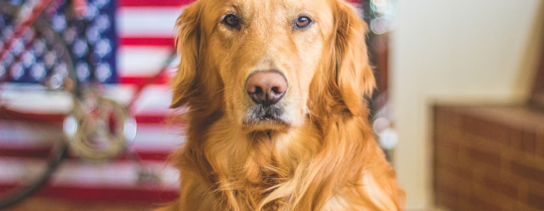 luxury apartment with dog - pet-friendly luxury apartments