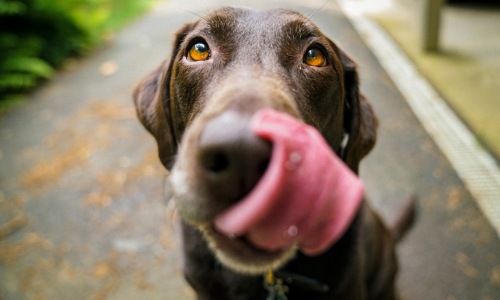 dog-friendly apartment - apartment rental that takes dogs dog-friendly apartment - apartment rental that takes dogs