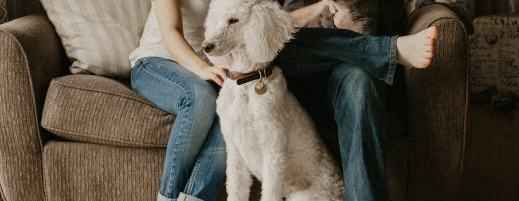 pet friendly homes for rent