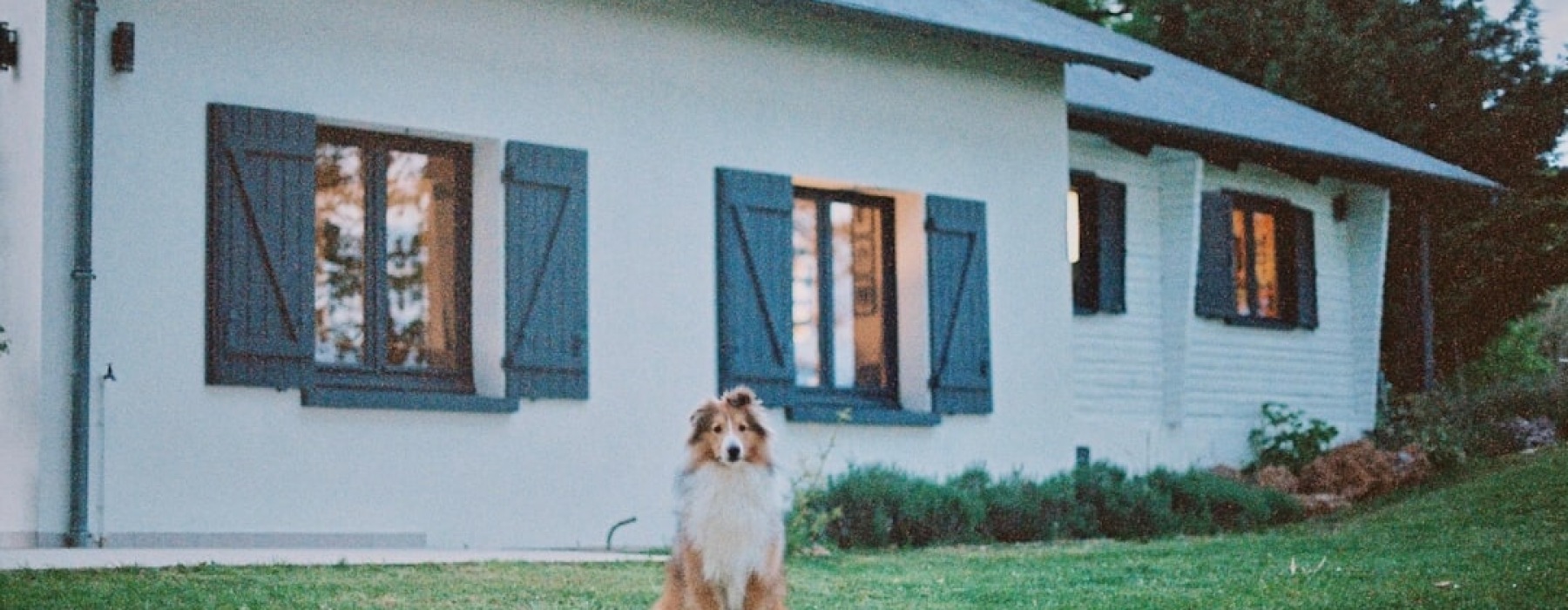 houses for rent near me dog friendly