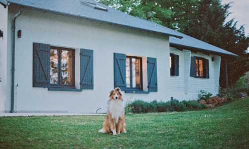 houses for rent near me dog friendly