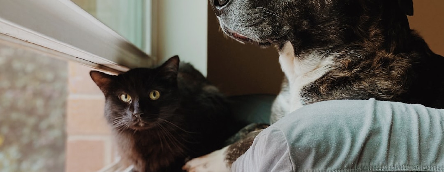 pet friendly rentals