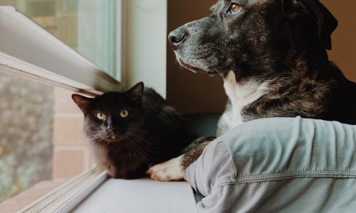 pet friendly rentals