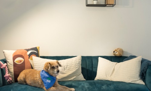 dog in modern chicago apartment - apartments for rent in chicago that allow dogs