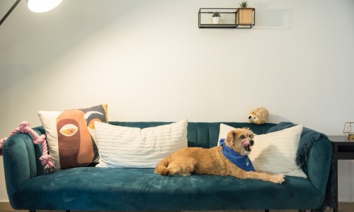 happy dog and owner in modern apartment - dog friendly apts near me