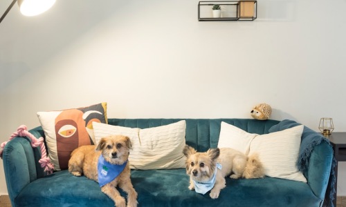 pet friendly rooms for rent