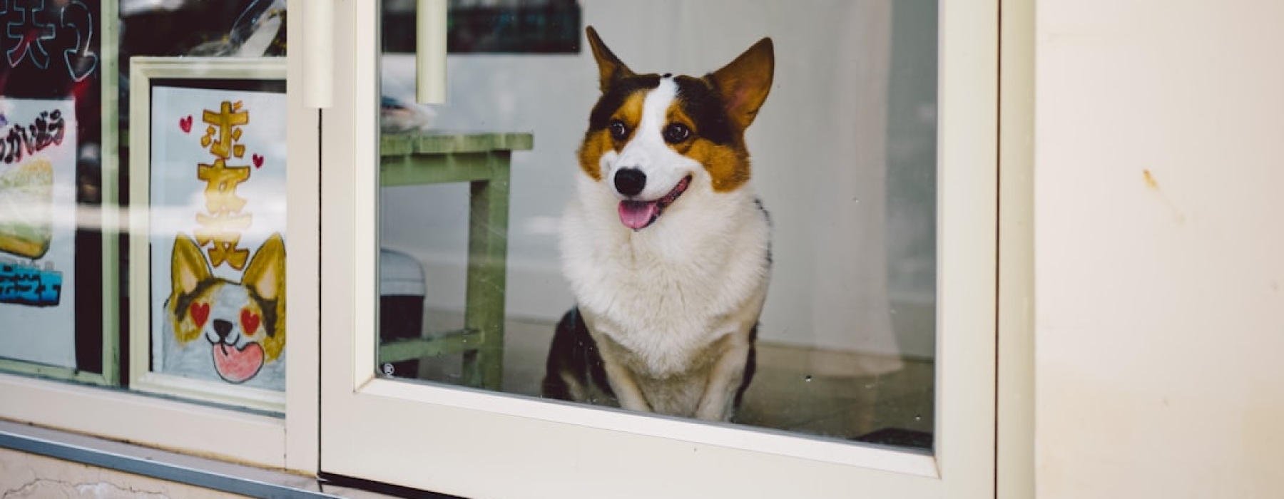 pet friendly rentals