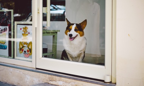 pet friendly rentals