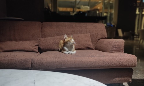 pet friendly apartments