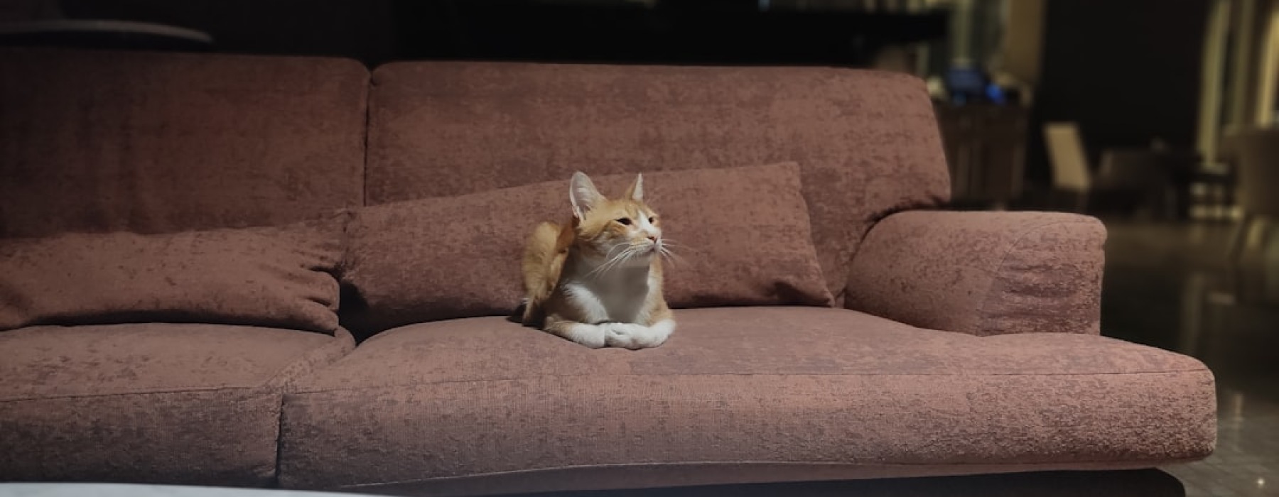 pet friendly apartments