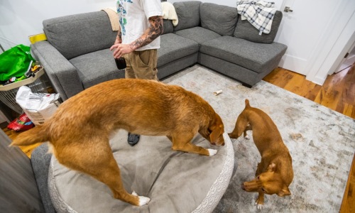 dog in apartment - apartments for rent that take dogs dog in apartment - apartments for rent that take dogs