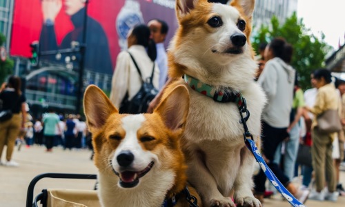 Pet-friendly condos Chicago - Pet-friendly condos Chicago