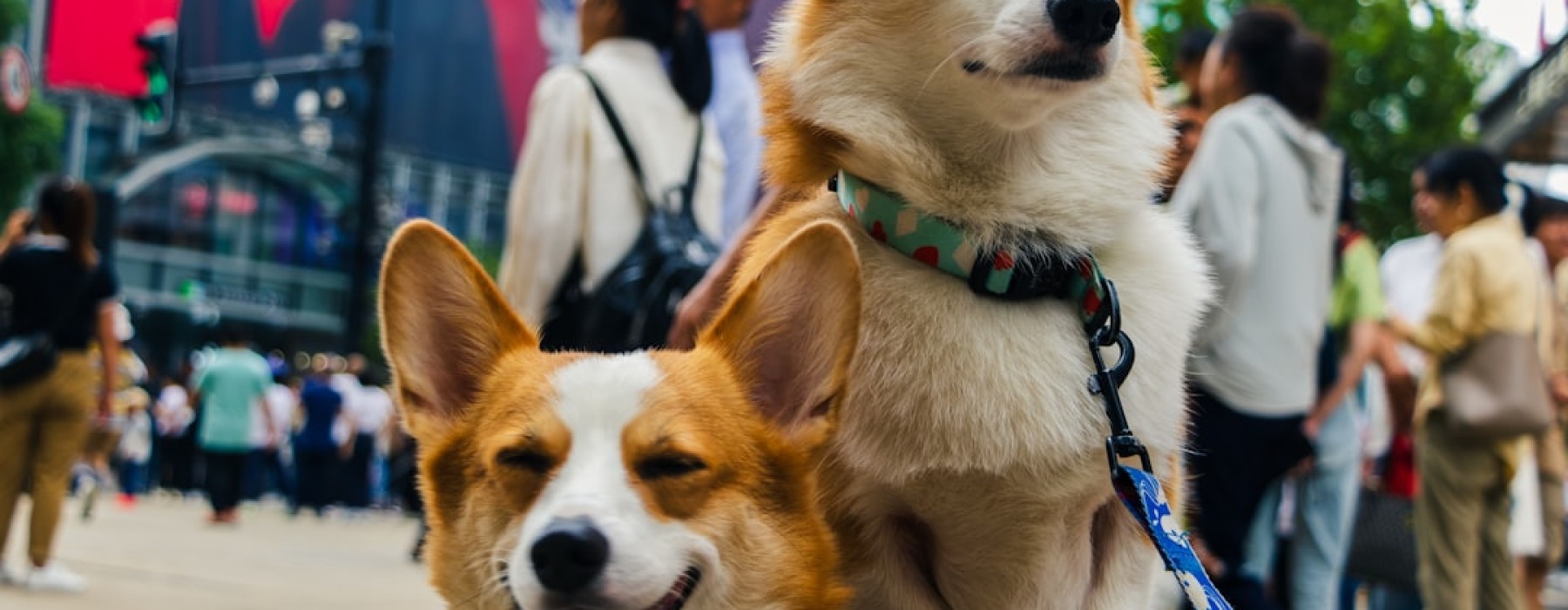 Pet-friendly condos Chicago - Pet-friendly condos Chicago