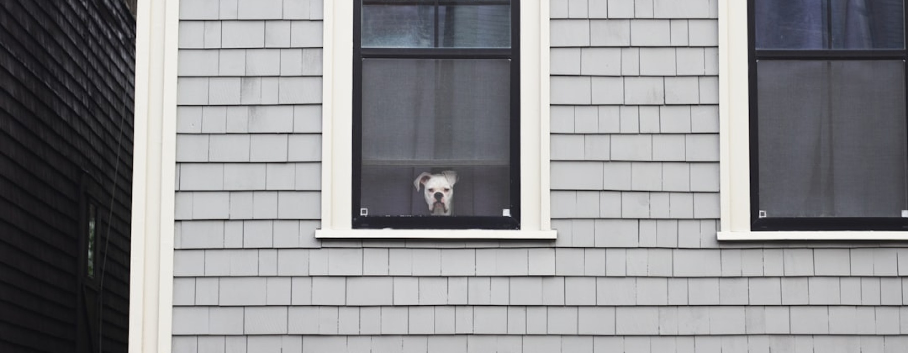 apartments allowing large dogs