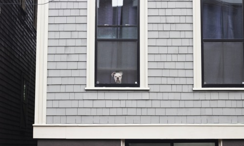 apartments allowing large dogs