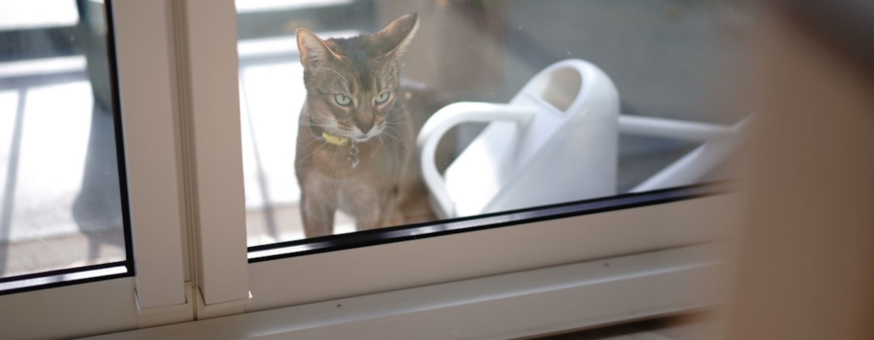 pet friendly apartment search