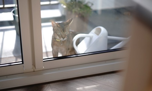 pet friendly apartment search
